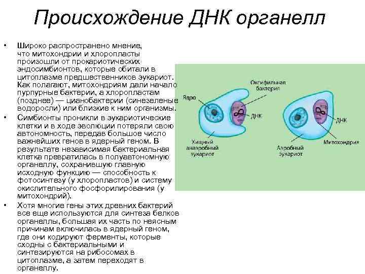 Происхождение ДНК органелл • • • Широко распространено мнение, что митохондрии и хлоропласты произошли