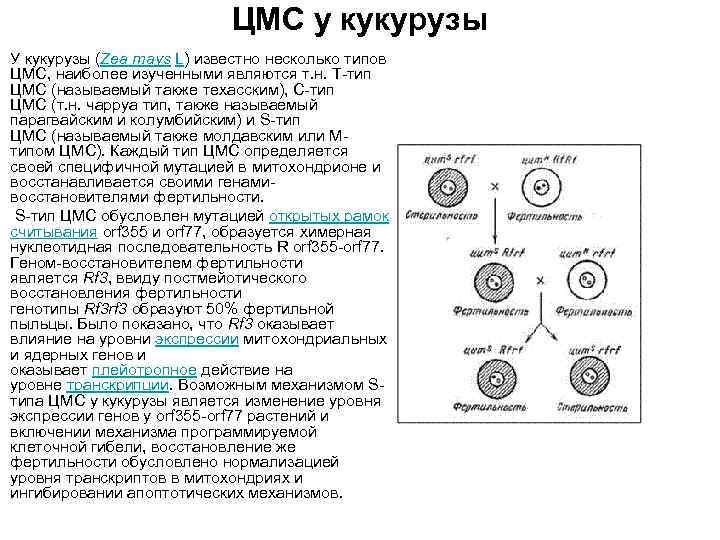 ЦМС у кукурузы У кукурузы (Zea mays L) известно несколько типов ЦМС, наиболее изученными