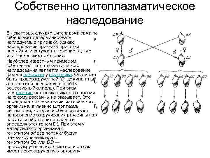  • • Собственно цитоплазматическое наследование В некоторых случаях цитоплазма сама по себе может