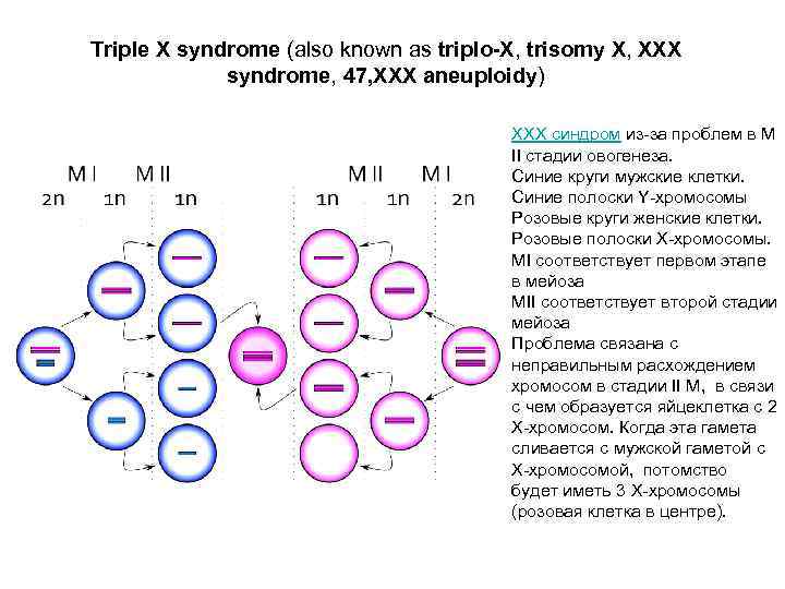 Triple X syndrome (also known as triplo-X, trisomy X, XXX syndrome, 47, XXX aneuploidy)