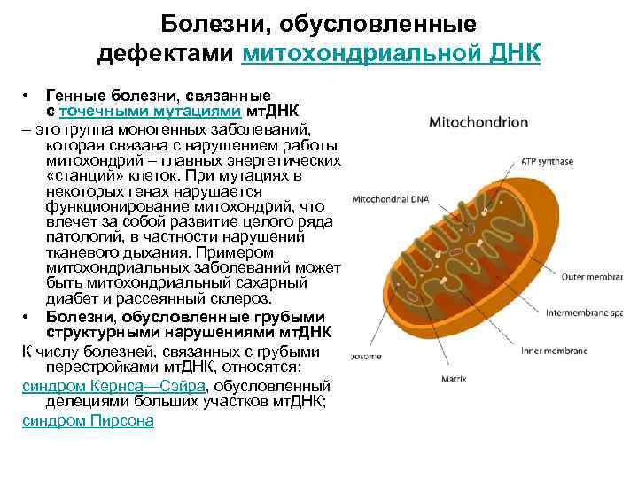 Болезни, обусловленные дефектами митохондриальной ДНК • Генные болезни, связанные с точечными мутациями мт. ДНК