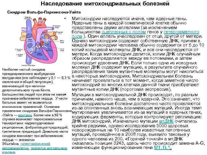 Наследование митохондриальных болезней Синдром Вольфа-Паркинсона-Уайта • Митохондрии наследуются иначе, чем ядерные гены. Ядерные гены