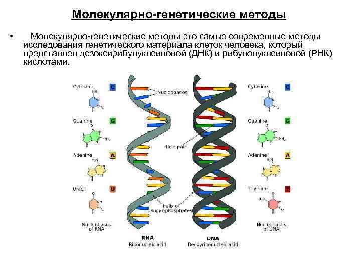 Молекулярно-генетические методы • Молекулярно генетические методы это самые современные методы исследования генетического материала клеток