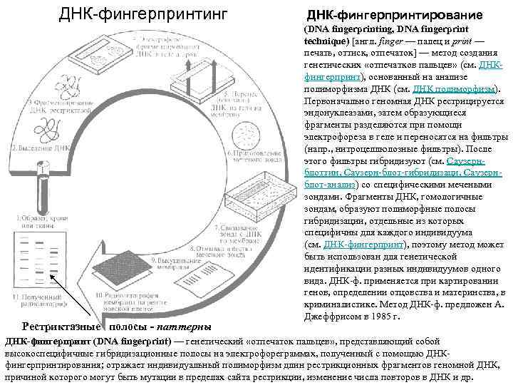 ДНК фингерпринтинг Рестриктазные полосы - паттерны ДНК-фингерпринтирование (DNA fingerprinting, DNA fingerprint technique) [англ. finger