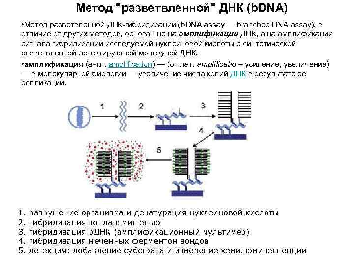 Метод "разветвленной" ДНК (b. DNA) • Метод разветвленной ДНК гибридизации (b. DNA assay —
