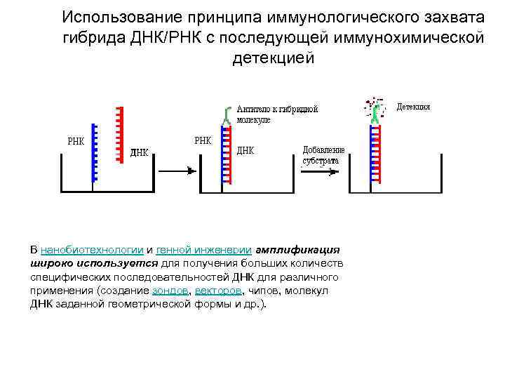 Использование принципа иммунологического захвата гибрида ДНК/РНК с последующей иммунохимической детекцией В нанобиотехнологии и генной