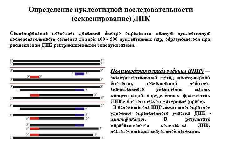 Определение нуклеотидной последовательности (секвенирование) ДНК Секвенирование позволяет довольно быстро определить полную нуклеотидную последовательность сегмента