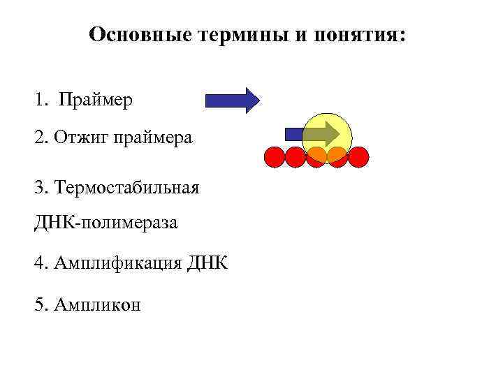 Основные термины и понятия: 1. Праймер 2. Отжиг праймера 3. Термостабильная ДНК-полимераза 4. Амплификация