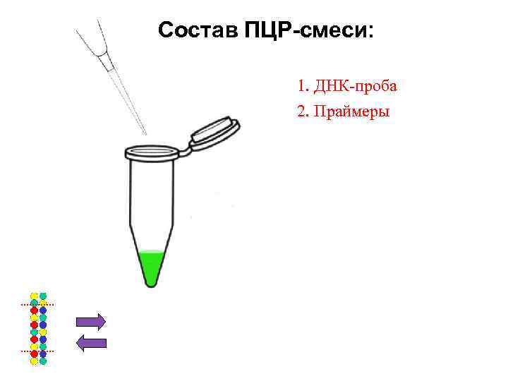 Состав ПЦР-смеси: 1. ДНК-проба 2. Праймеры 