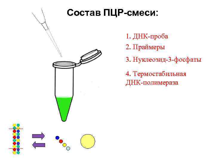 Состав ПЦР-смеси: 1. ДНК-проба 2. Праймеры 3. Нуклеозид-3 -фосфаты 4. Термостабильная ДНК-полимераза 
