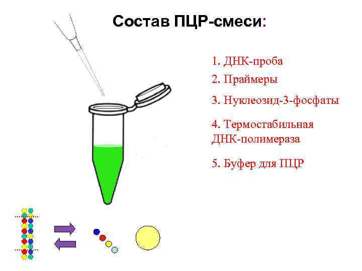 Состав ПЦР-смеси: 1. ДНК-проба 2. Праймеры 3. Нуклеозид-3 -фосфаты 4. Термостабильная ДНК-полимераза 5. Буфер