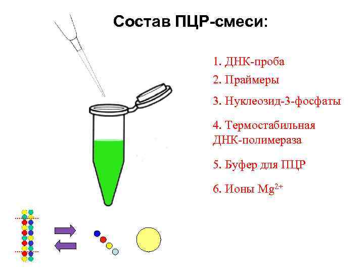 Состав ПЦР-смеси: 1. ДНК-проба 2. Праймеры 3. Нуклеозид-3 -фосфаты 4. Термостабильная ДНК-полимераза 5. Буфер