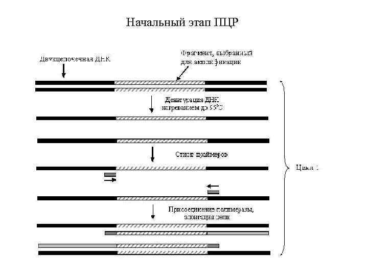 Начальный этап ПЦР 