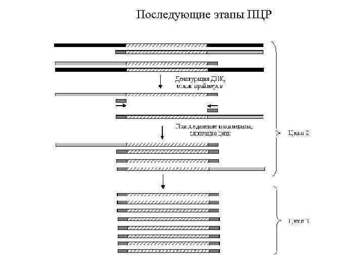 Последующие этапы ПЦР 