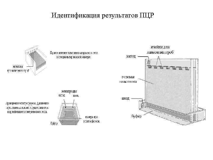 Идентификация результатов ПЦР 