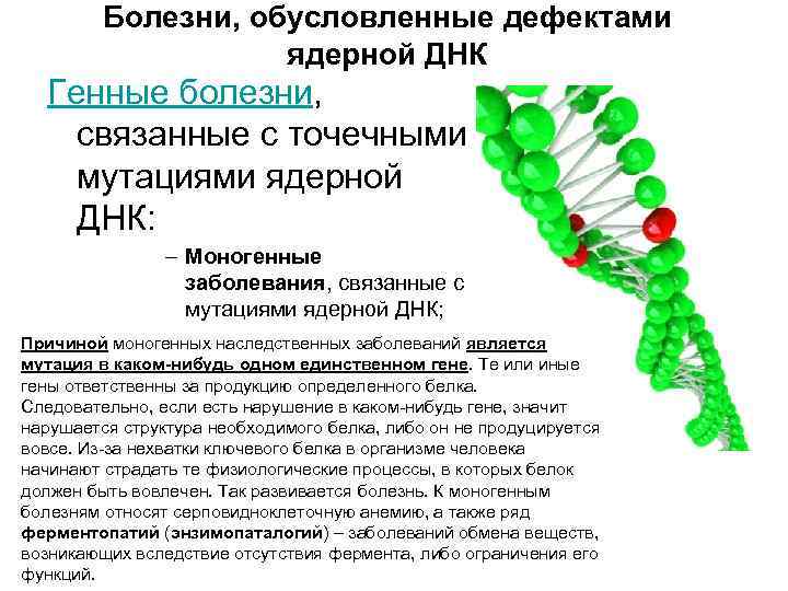 Болезни, обусловленные дефектами ядерной ДНК Генные болезни, связанные с точечными мутациями ядерной ДНК: –