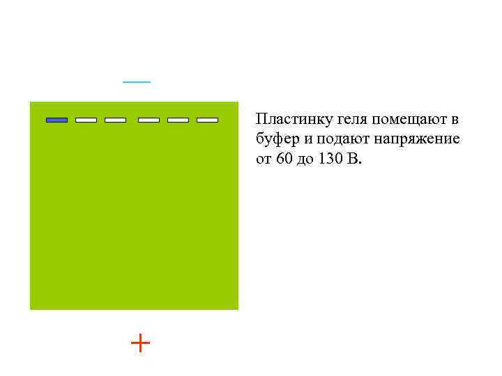 — Пластинку геля помещают в буфер и подают напряжение от 60 до 130 В.