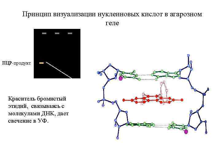 Принцип визуализации нуклеиновых кислот в агарозном геле ПЦР-продукт Краситель бромистый этидий, связываясь с молекулами