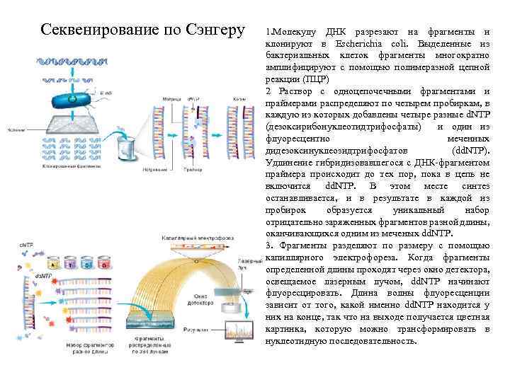 Секвенирование анализ. При проведении секвенирования фрагмента ДНК по Сэнгеру используются. Метод прямого автоматического секвенирования ДНК. Этапы секвенирования ДНК. Этапы и метод секвенирования ДНК по Сэнгеру.