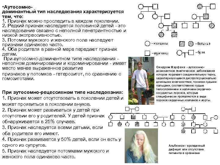  • Аутосомнодоминантный тип наследования характеризуется тем, что: 1. Признак можно проследить в каждом