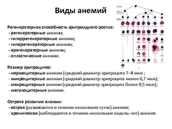 Виды анемий Регенераторная способность эритроидного ростка: - регенераторные анемии; - гиперрегенераторные анемии; - гипорегенераторные