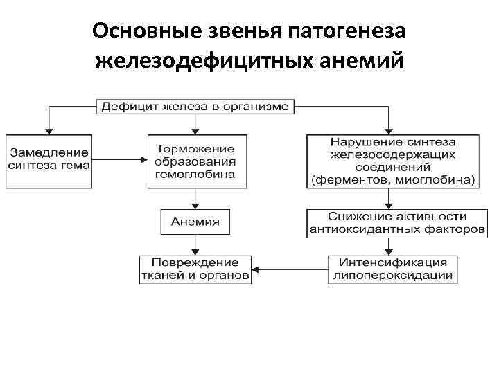 Схема патогенеза железодефицитной анемии