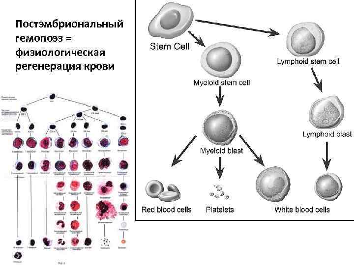 Постэмбриональный гемопоэз схема