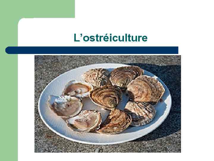 L’ostréiculture 