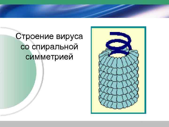 Строение вируса со спиральной симметрией 
