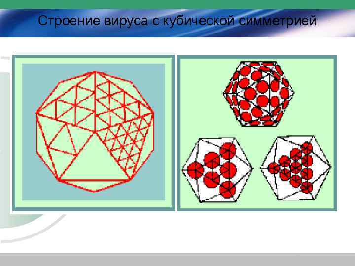 Строение вируса с кубической симметрией 