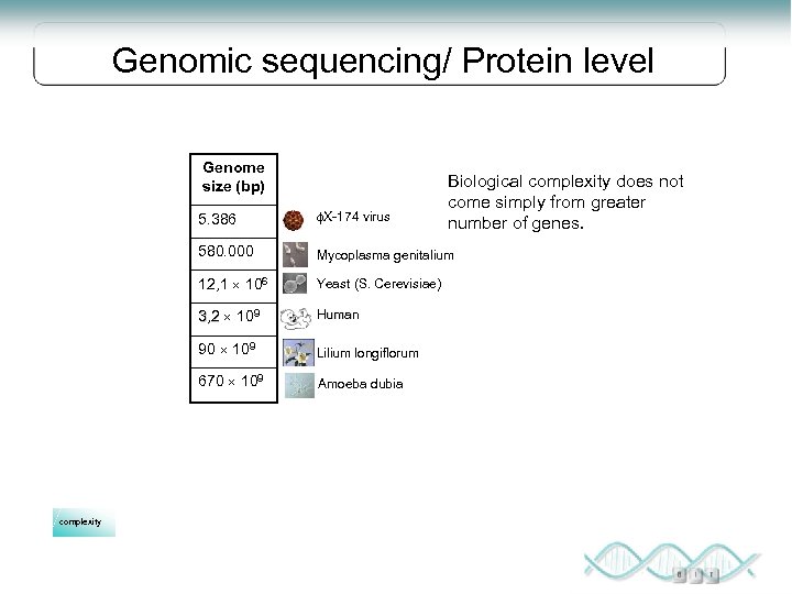 Genomic sequencing/ Protein level Genome size (bp) Biological complexity does not come simply from