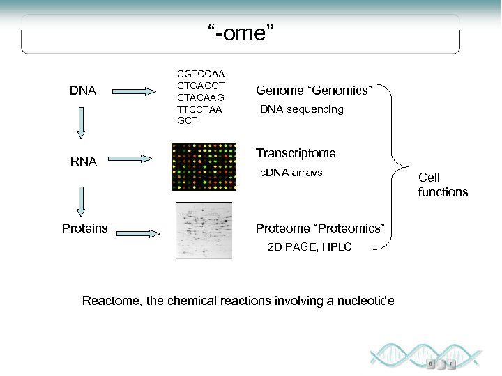 “-ome” DNA RNA Proteins CGTCCAA CTGACGT CTACAAG TTCCTAA GCT Genome “Genomics” DNA sequencing Transcriptome