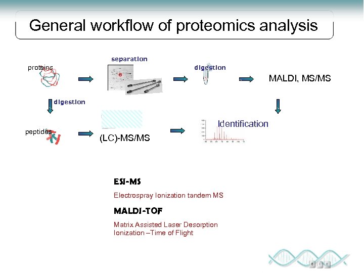 General workflow of proteomics analysis separation proteins digestion MALDI, MS/MS digestion peptides Identification (LC)-MS/MS