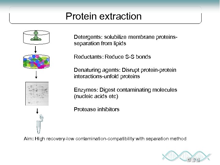 Protein extraction Detergents: solubilize membrane proteinsseparation from lipids Reductants: Reduce S-S bonds Denaturing agents: