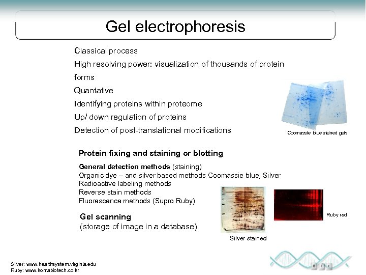 Gel electrophoresis Classical process High resolving power: visualization of thousands of protein forms Quantative