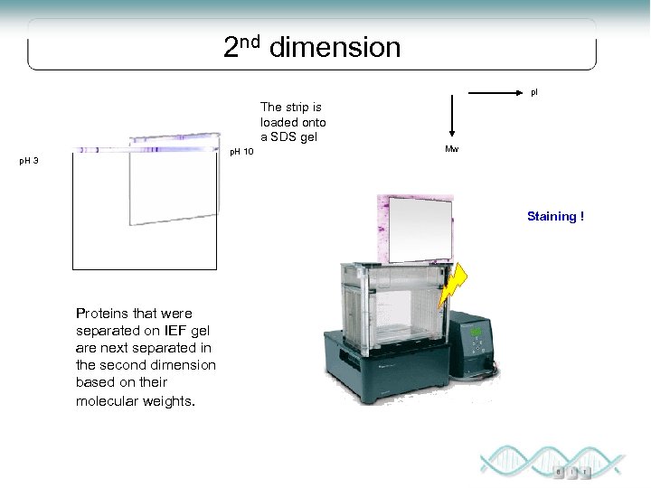 2 nd dimension p. I The strip is loaded onto a SDS gel p.