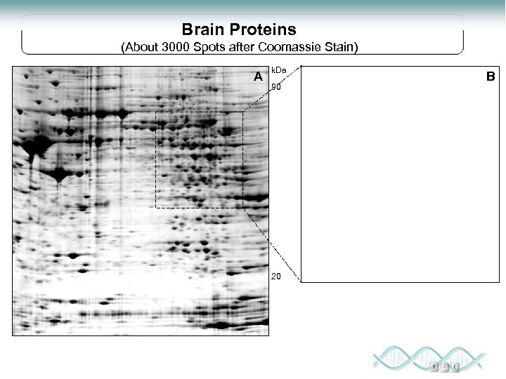 Brain Proteins (About 3000 Spots after Coomassie Stain) A k. Da B 90 20