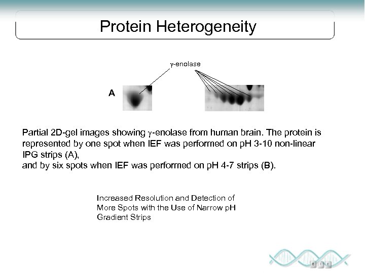 Protein Heterogeneity g-enolase A B Partial 2 D-gel images showing g-enolase from human brain.
