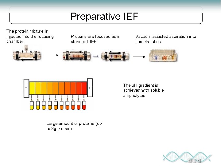 Preparative IEF The protein mixture is injected into the focusing chamber Proteins are focused