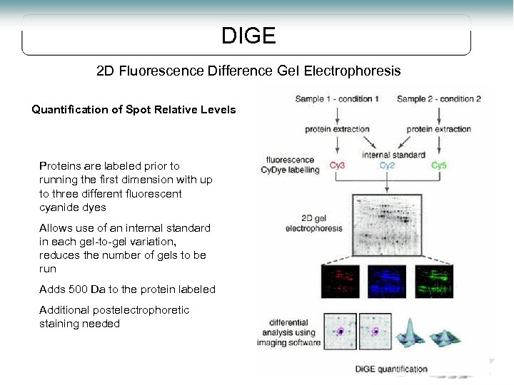 DIGE 2 D Fluorescence Difference Gel Electrophoresis Quantification of Spot Relative Levels Proteins are