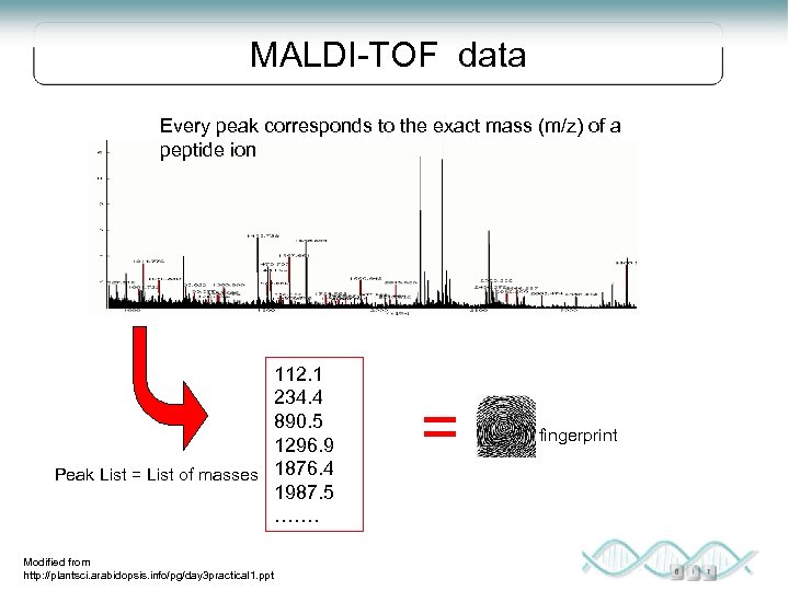MALDI-TOF data Every peak corresponds to the exact mass (m/z) of a peptide ion