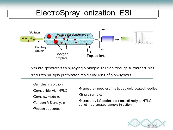 Electro. Spray Ionization, ESI Voltage Heated desolvation region + ++ + + ++ Capillary