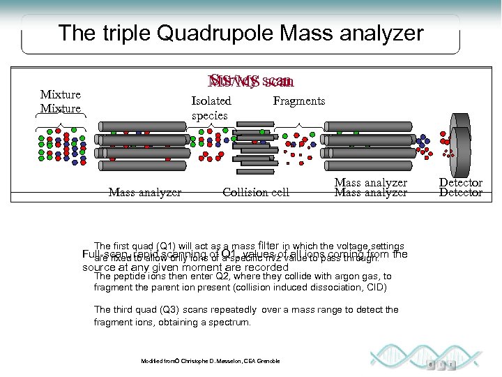 The triple Quadrupole Mass analyzer Survey scan MS/MS scan Mixture Isolated species Mass analyzer