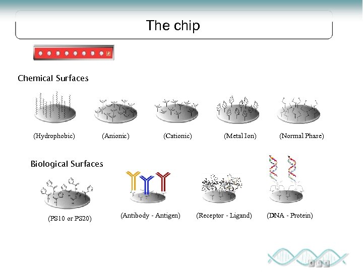 The chip Chemical Surfaces (Hydrophobic) (Anionic) (Cationic) (Metal Ion) (Normal Phase) Biological Surfaces (PS