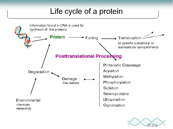 Life cycle of a protein Information found in DNA is used for synthesis of