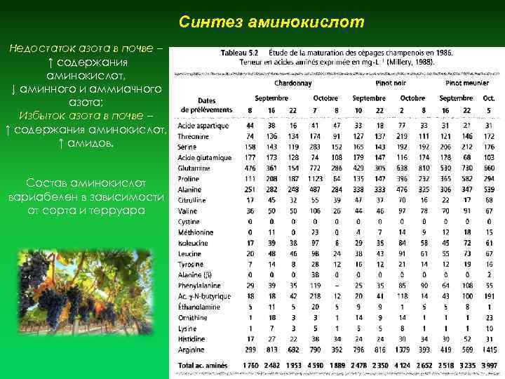  Недостаток азота в почве – ↑ содержания аминокислот, ↓ аминного и аммиачного азота;