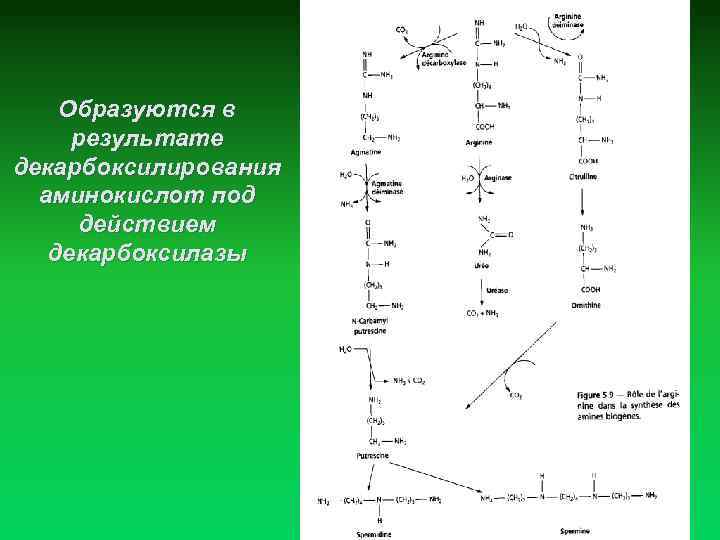 Образуются в результате декарбоксилирования аминокислот под действием декарбоксилазы 14 