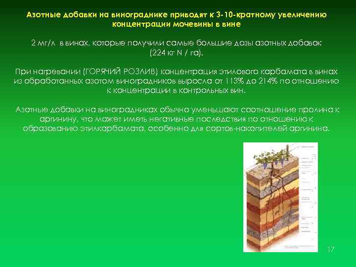 Азотные добавки на винограднике приводят к 3 -10 -кратному увеличению концентрации мочевины в вине