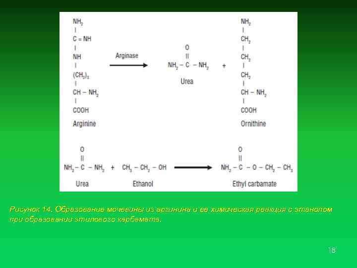 Рисунок 14. Образование мочевины из аргинина и ее химическая реакция с этанолом при образовании