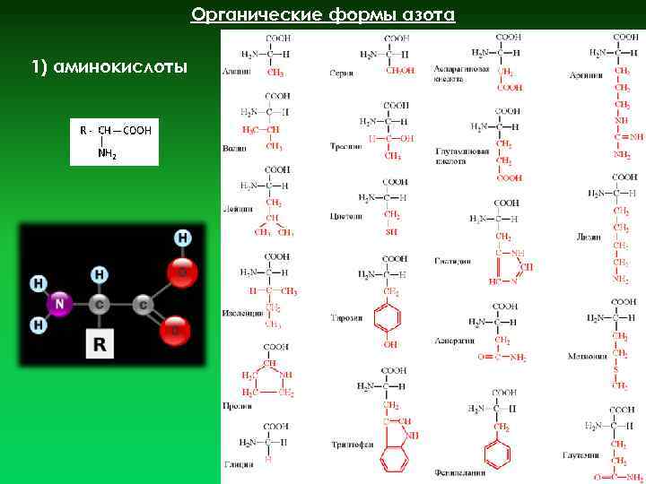 Органические формы азота 1) аминокислоты 3 